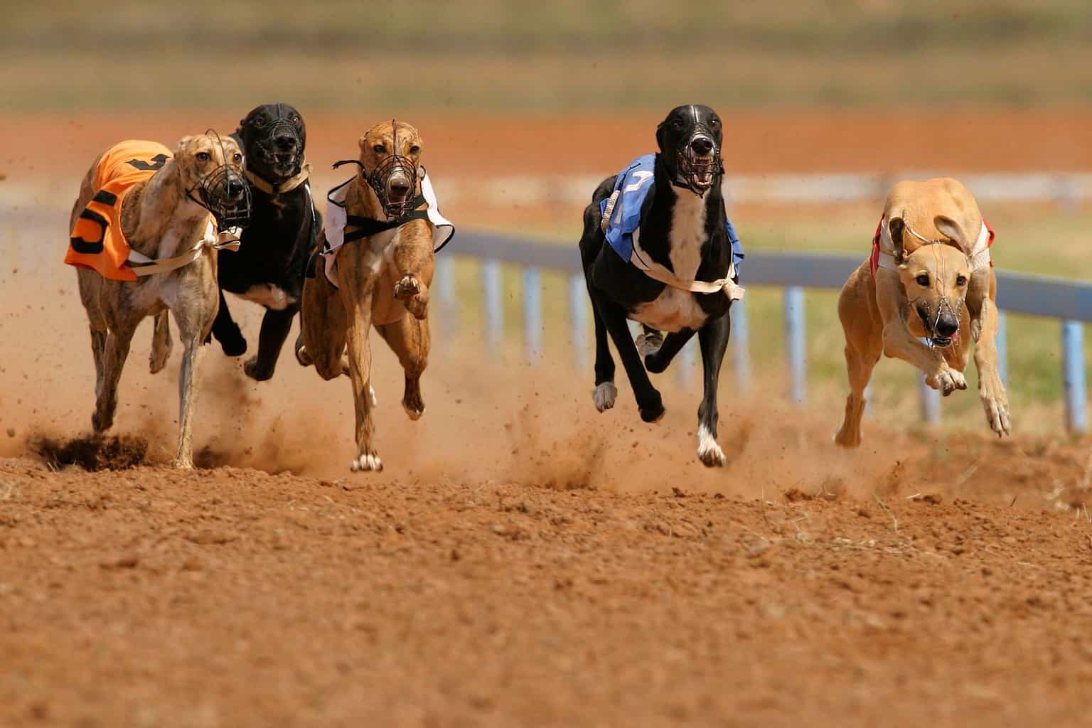 408582 – greyhounds at full speed during a race