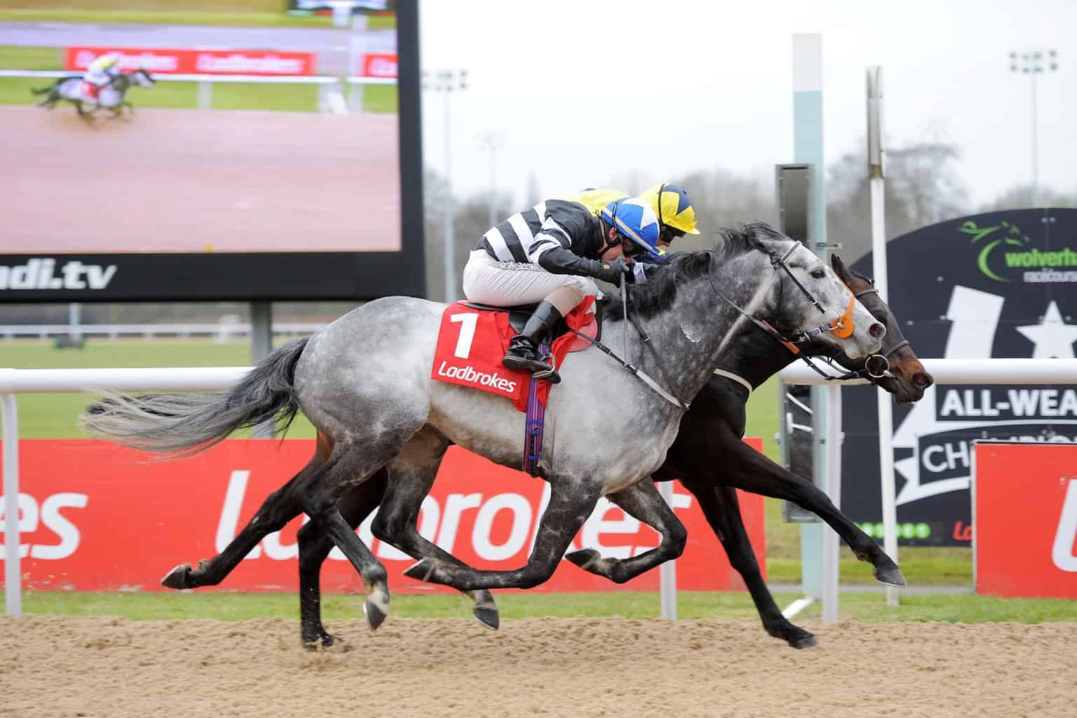 -5baa254698cae–5baa254698d28Mister Universe beating Sovereign Debt – Ladbrokes Lady Wulfruna, Wolverhampton 2016.jpg