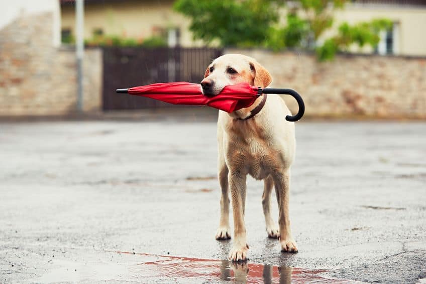 Dog in rain