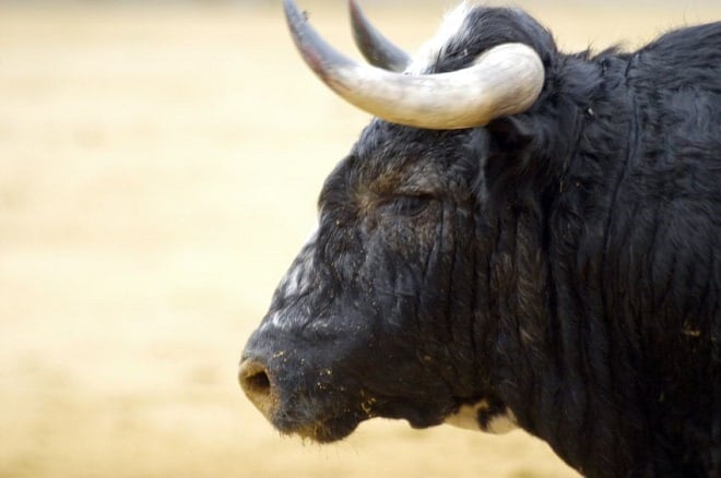 4040718 – bulls in bull run