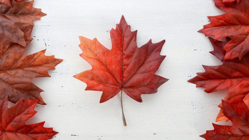 Happy Canada Day red silk leaves in shape of Canadian Flag.