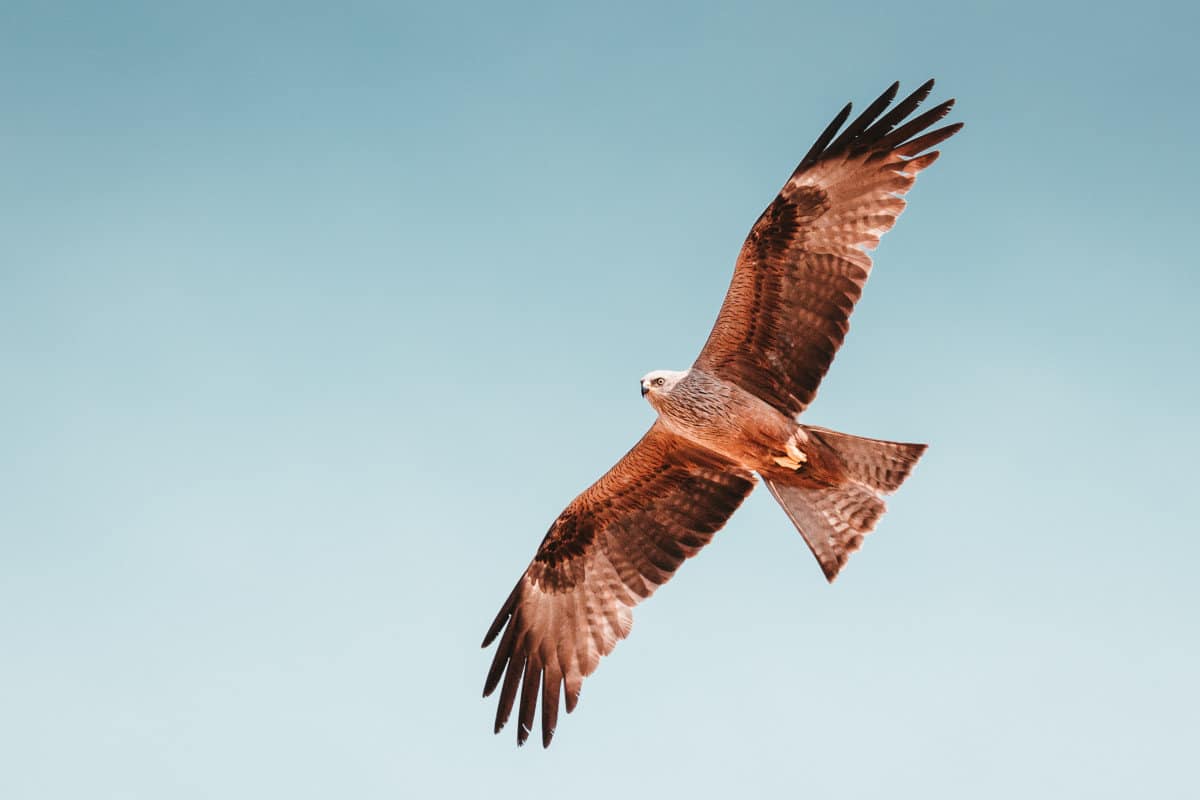 migrating-affiliate-programme