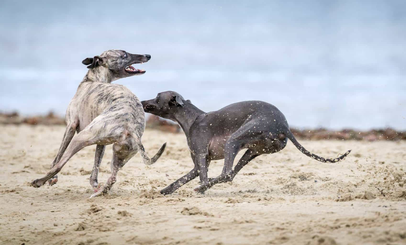 greyhound